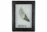 Fossil Squalodon Whale Tooth - South Carolina #338422-2